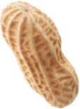 peanut